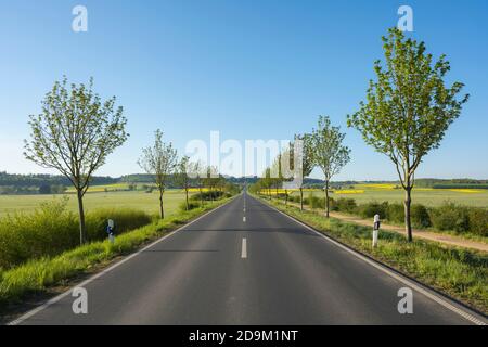 Strada di campagna, fila di alberi, acero, mattina, primavera, zona di protezione del paesaggio, in Russia e nel pascolo vacca, Limeshin, Wetterau, Assia, Germania Foto Stock