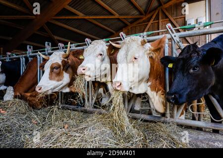 Willich, Renania Settentrionale-Vestfalia, Germania, Oekolandbau NRW, bestiame bovino biologico mangia fieno nella stalla aperta sulla Stautenhof, un'azienda agricola biologica. Foto Stock