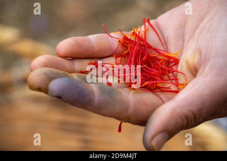 Collezione di fiori di zafferano. Crocus sativus comunemente conosciuto come fili di croccus dello zafferano in un palmo della mano del lavoratore, vista del closeup Foto Stock