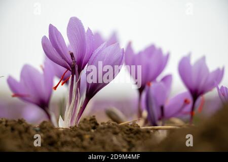 Fiori di zafferano nel campo. Crocus sativus, comunemente noto come fioritura di crocus di zafferano con rugiada mattutina, delicata pianta di petali violetti sulla terra, clos Foto Stock