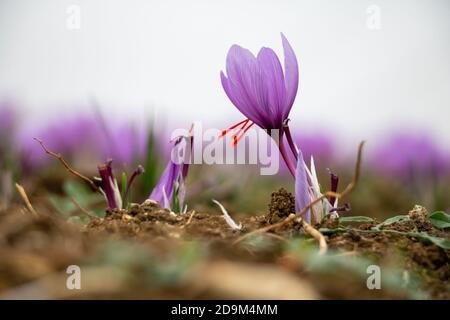 Fiori di zafferano nel campo. Crocus sativus, comunemente noto come crocus di zafferano, delicati petali violetti pianta a terra, vista closeup Foto Stock