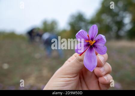Collezione di fiori di zafferano sul campo. Mano che tiene un crocus sativus, comunemente conosciuto come fiore di crocus dello zafferano, vista di primo piano Foto Stock