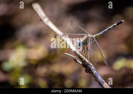 il drago dagli occhi blu vola Foto Stock