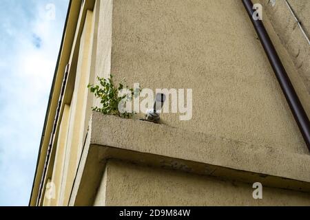 impianto cresciuto nell'edificio vicino alla telecamera di sorveglianza Foto Stock