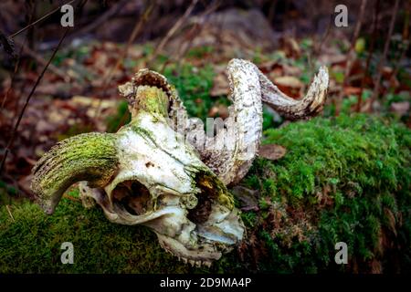 teschi di ariete europei in foresta Foto Stock