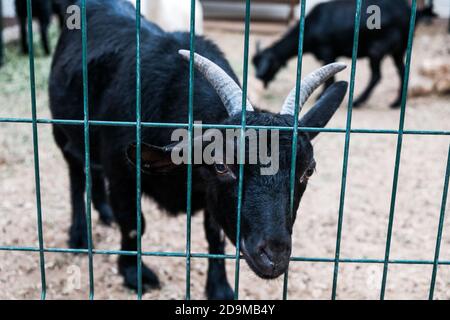 Сurious capra nera che guarda fuori da dietro la recinzione in uno zoo. Triste animale prigioniero in una fattoria. Capra giovane affamata con occhi disperati che chiedono cibo. Foto Stock