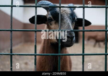 Vista closeup: Capra marrone con corna che guarda fuori da una gabbia. Animale domestico in cattività. Infelice prigioniero affamato in uno zoo che chiede cibo. Triste. Foto Stock