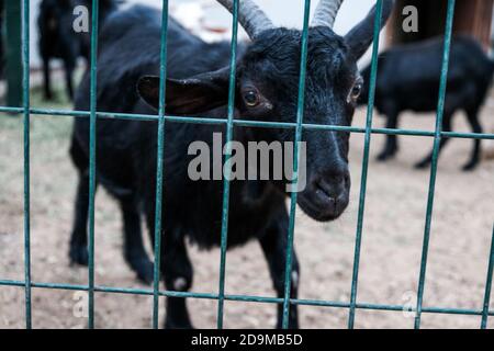 Capra nera curiosa guardando da dietro la recinzione in uno zoo. Animale addomesticato triste in una fattoria. Capra giovane affamata con occhi disperati Foto Stock