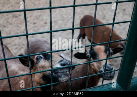 Carino guardare capre sorridendo in una gabbia chiedendo cibo. Animali in gabbia detenuti prigionieri in uno zoo o in una fattoria. Gruppo di capra domestica marrone giovane Foto Stock