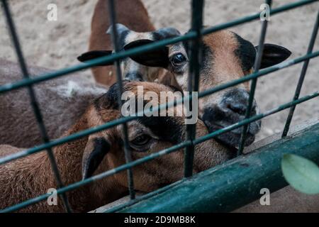 Nutrire carine che guardano in una gabbia. Animali in gabbia detenuti prigionieri in uno zoo o in una fattoria. Gruppo di giovani specie domestiche di capra brune nel fienile Foto Stock