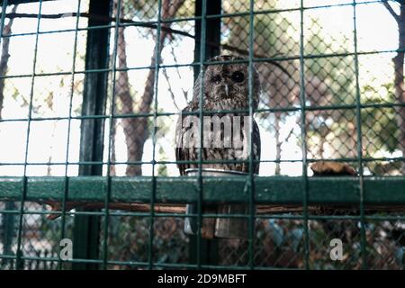 Gufo sonnolento durante il giorno con un occhio chiuso. Animale selvaggio tenuto prigioniero, sbirciando ai turisti in uno zoo da dietro bar di metallo. Gufo che dormiva seduto in gabbia Foto Stock