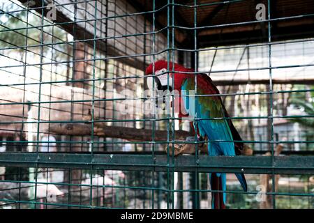 Macaw scarlatto o pappagallo ara macao seduto in una gabbia in giardino zoologico. Tenere gli uccelli selvatici e gli animali prigionieri in zoo per l'intrattenimento turistico. Foto Stock