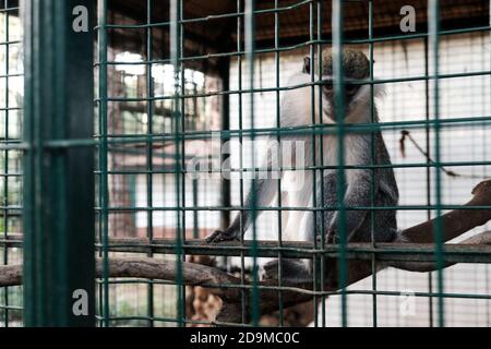 Scimmietta triste guardando turisti e visitatori con occhi tristi. Tenuto prigioniero in una gabbia in un giardino zoologico. Tenere animali selvatici in cattività per divertimento un Foto Stock