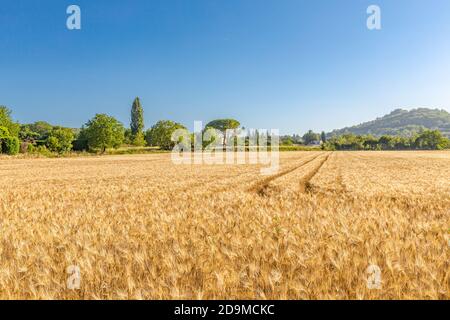 Il grano dorato ha girato il panorama con l'albero al tramonto, campagna rurale. Paesaggio rurale, agricoltura natura vista, morbido tramonto colori Foto Stock