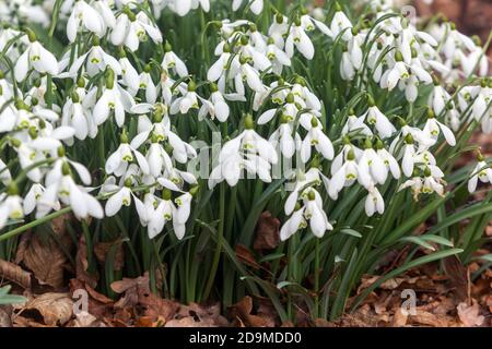 Galanthus clump nevicate primavera giardino fiori spazzaneve Foto Stock