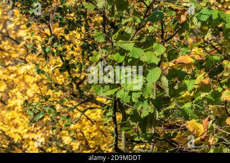 Oro e foglie verdi d'autunno cambiano colore. Foto Stock