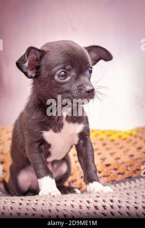 Il cucciolo scuro Chihuahua si siede a casa Foto Stock