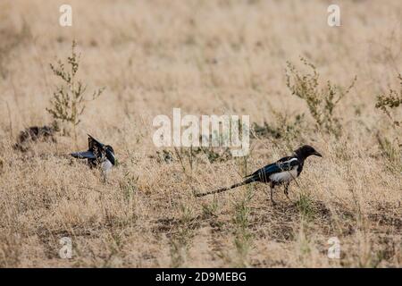 Due Magpies Black-fattura o American Magpies, Pica Hudsonia, foraggio in erba per insetti nel Grand Teton National Park in Wyoming, Stati Uniti. Foto Stock