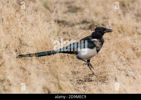 Un Magpie nero-fatturato o americano Magpie, Pica hudsonia, cattura un verme nell'erba nel Grand Teton National Park in Wyoming, Stati Uniti. Foto Stock