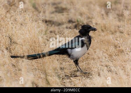 Un Magpie nero-fatturato o americano Magpie, Pica hudsonia, cattura un verme nell'erba nel Grand Teton National Park in Wyoming, Stati Uniti. Foto Stock