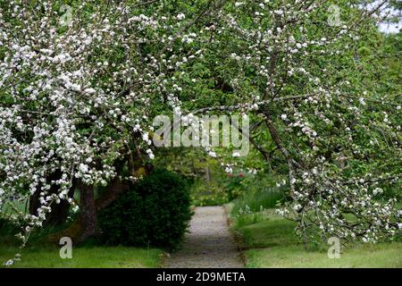 fiori di mela, fiori di mela, fiori di malus, fiori, fiori, primavera, albero, alberi, percorso, percorso, copertura, coperto, fiori bianchi, RM Floral Foto Stock