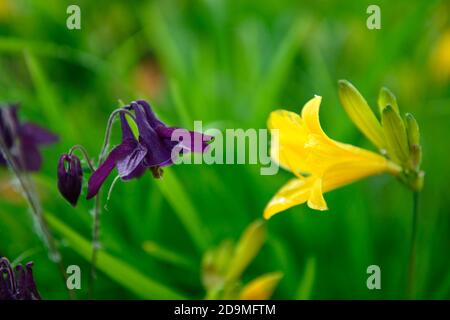 Aquilegia vulgaris, fiori viola, fioritura, fiori, perenni, colonne, colonna, aquilegia, aquilegia, fiore giallo diurno, viola e giallo Foto Stock