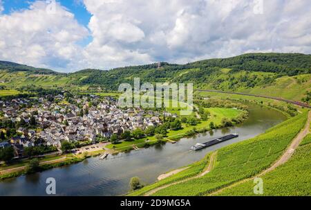 Vigneti sulla Mosella, Pünderich, Renania-Palatinato, Germania Foto Stock