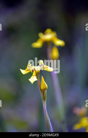 Moraea huttonii,Hutton's Cape tulip,Moraea rivularis,fiori gialli,iride gialli come fiori,fioritura,giglio di pavone,iride africana,iride di farfalla Foto Stock