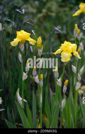 iris,Iris con barbuto,Iris germanica,Iris tedesco,fiori gialli,colorati,rizomatous,fioritura,fiori,spike di fiore,punte,RM Floral Foto Stock