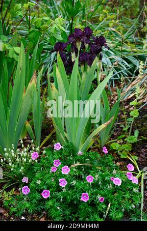 iris,Bearded Iris,Iris germanica,German Iris,viola scuro,quasi nero,nero,molto scuro,,colorato, Rhizomatous,fioritura,fiori,fiore spike,Spikes,RM F. Foto Stock