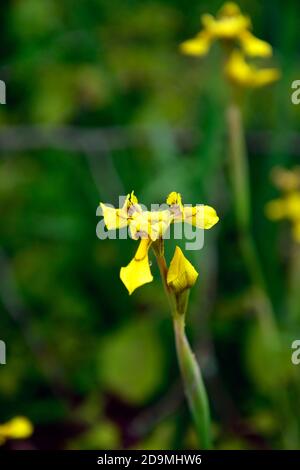 Moraea huttonii,Hutton's Cape tulip,Moraea rivularis,fiori gialli,iride gialli come fiori,fioritura,giglio di pavone,iride africana,iride di farfalla Foto Stock