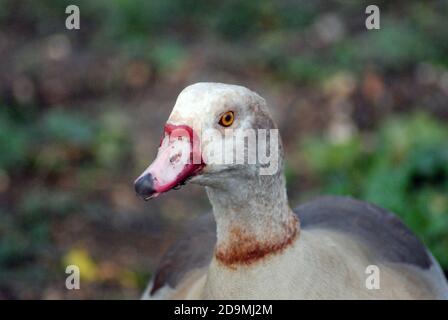 Giovane oca egiziana (Alopochen aegyptiaca), membro della famiglia anatra, oca e cigno. Testa e collo da vicino. Apparso nell'antica arte egiziana Foto Stock