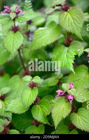 Lamium maculatum,ortica morta a puntini,fiori viola,fioritura,fiore selvatico nativo irlandese,fiori selvatici,orchidee,orchidee,perenni,RM Floral - Foto Stock