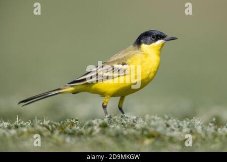 Coda di rondine gialla (Motacilla flava feldegg), vista laterale di un maschio adulto che si trova a terra, Campania, Italia Foto Stock