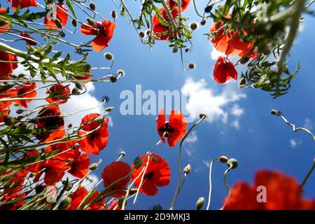 Germania, Baviera, alta Baviera, distretto di Altötting, papaveri, papaveri di mais, rhoeas papaver, dal basso contro il cielo blu, vista ad angolo basso Foto Stock