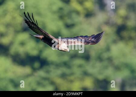 Aquila (Aquila chrysaetos), vista laterale di un maschio immaturo in volo, Campania, Italia Foto Stock