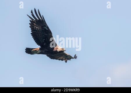 Aquila (Aquila chrysaetos), maschio immaturo in volo, Campania, Italia Foto Stock