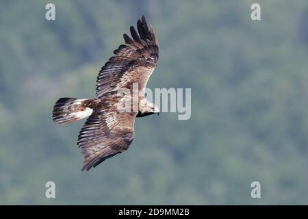 Aquila (Aquila chrysaetos), maschio immaturo in volo visto dall'alto, Campania, Italia Foto Stock