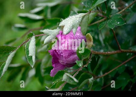 Paeonia suffruticosa, fiore rosa di colore viola, fiori, fioritura, peony albero, primavera, giardino, giardini, RM Floral Foto Stock