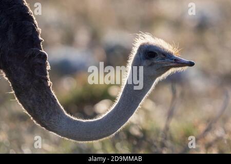 Struzzo comune (Struthio camelus), primo piano di una femmina adulta, Capo Occidentale, Sudafrica Foto Stock