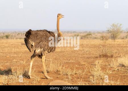 Struzzo comune (Struthio camelus), vista laterale di una donna adulta che cammina nella savana, Mpumalanga, Sudafrica Foto Stock