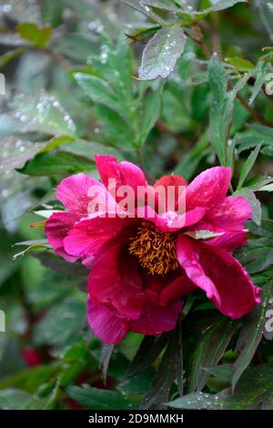 Paeonia suffruticosa, fiore rosa di colore viola, fiori, fioritura, peony albero, primavera, giardino, giardini, RM Floral Foto Stock