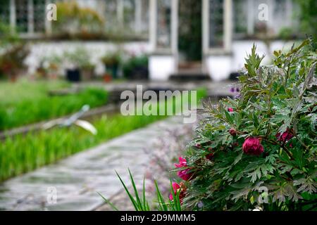 Paeonia suffruticosa, fiore rosa di colore viola, fiori, fioritura, peony albero, primavera, giardino, giardini, RM Floral Foto Stock
