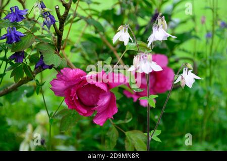 Paeonia suffruticosa, fiore rosa di colore viola, fiori, fioritura, peony albero, primavera, giardino, giardini, RM Floral Foto Stock