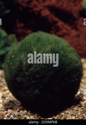 Aegagropla linnaei (Marimo, Moss Ball, Lake Ball) Foto Stock