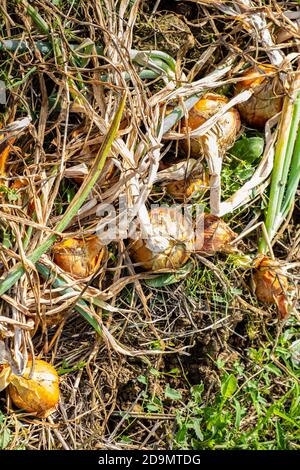 cipolle e scalogni gialli che si asciugano al sole estivo in un giardino di permacultura Foto Stock