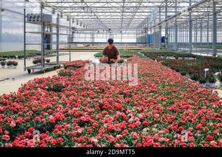 Giardiniere nel settore florovivaistico prepara piante in vaso nella serra per la vendita, vivaio, Kempen, basso Reno, Nord Reno-Westfalia, Germania Foto Stock