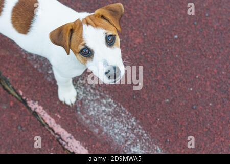 Jack Russell Terrier cucciolo, bianco con macchie tondi marrone, si trova sul pavimento sportivo del parco giochi, guarda nella fotocamera con gli occhi marroni. Giorno del cane, P. Foto Stock