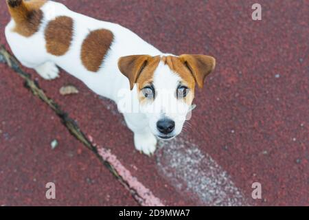 Jack Russell Terrier cucciolo, bianco con macchie tondi marrone, si trova sul pavimento sportivo del parco giochi, guarda nella fotocamera con gli occhi marroni. Giorno del cane, P. Foto Stock