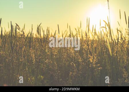 Erbe e prati sulla diga al tramonto, San Pietro Ording, Mare del Nord, Mare di Wadden Foto Stock